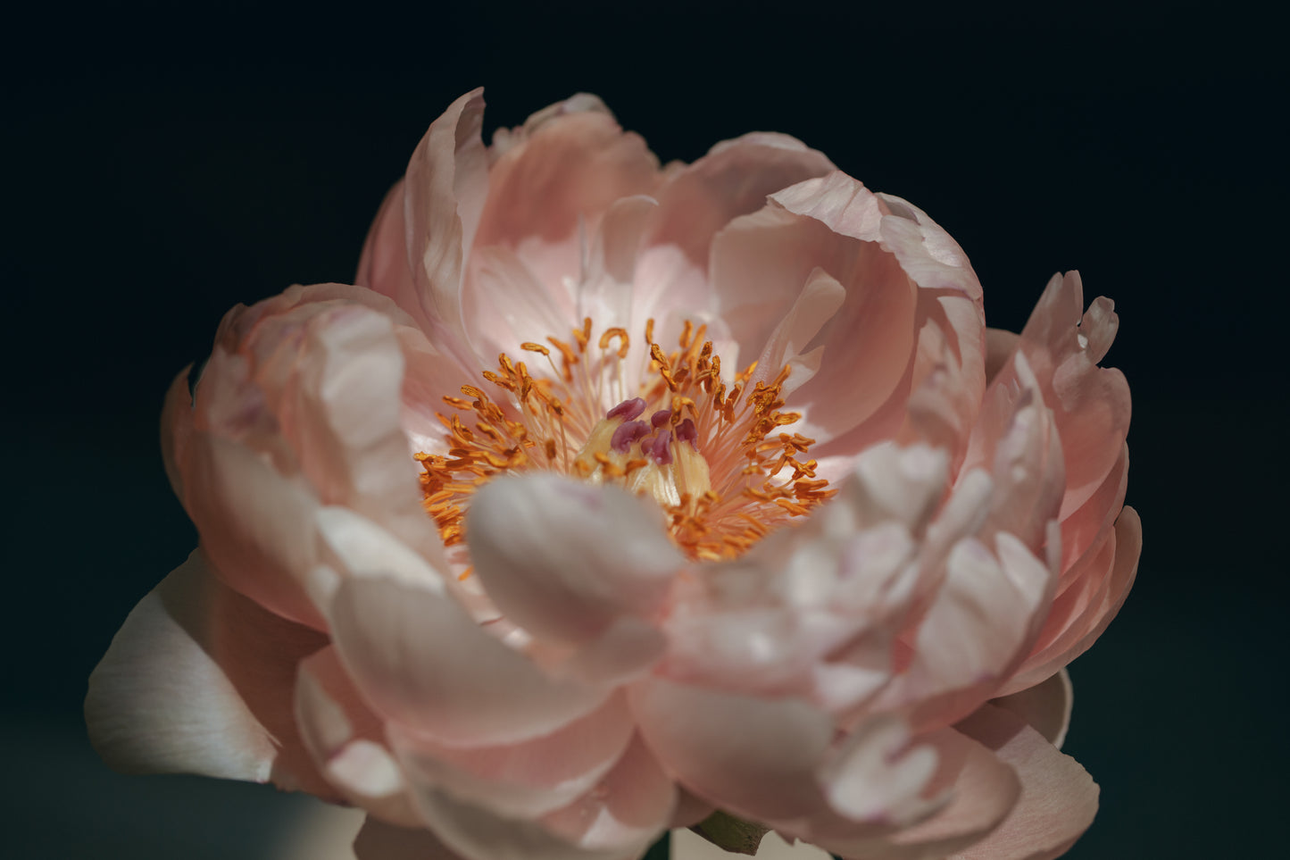 Blush pink peony flower – symbol of romance and beauty, featured in Alma Makes floral branding