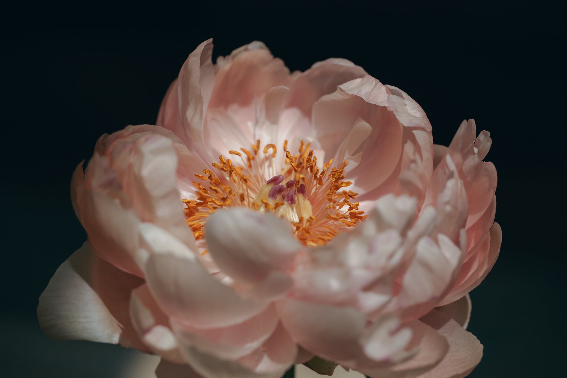 Blush pink peony flower – symbol of romance and beauty, featured in Alma Makes floral branding
