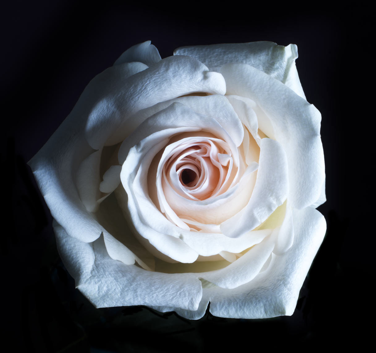 Stock image of a fresh blush rose – inspiration for Alma Makes resin flower preservation