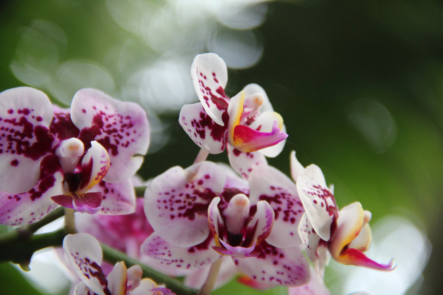 Stock image of a Fresh Orchid – inspiration for Alma Makes resin flower preservation
