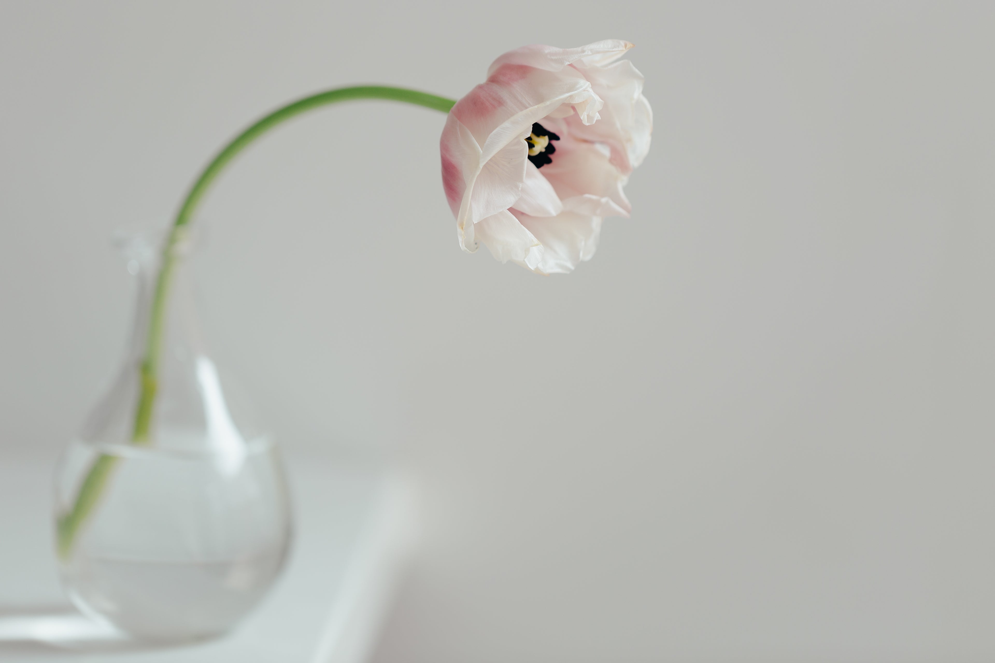 Fresh tulip bloom ready for resin flower preservation – perfect for wedding keepsakes by Alma Makes