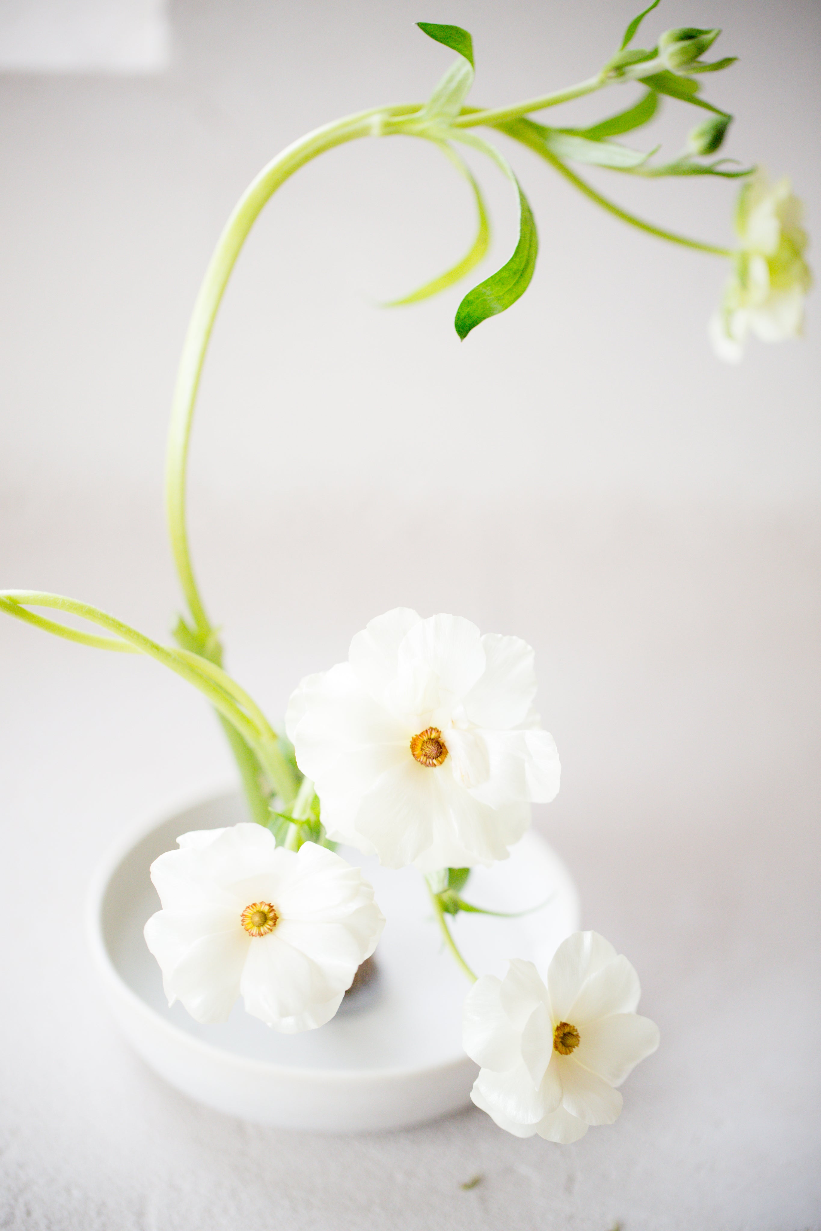 Close-up of a fresh white flower with delicate petals – ideal for flower preservation by Alma Makes
